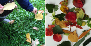 Sammeln und Blätter